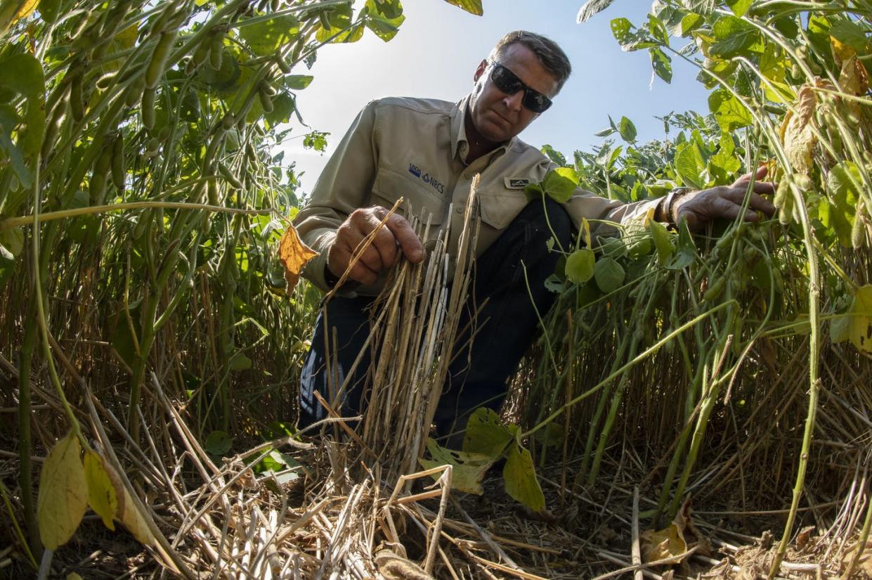 <span class="caption">Corn stover (stalks, leaves and cobs) left behind after harvesting becomes a mulch and cover crop for soybeans on a Tennessee farm.</span> <span class="attribution"><a class="link " href="https://flic.kr/p/2hHcKGS" rel="nofollow noopener" target="_blank" data-ylk="slk:Lance Cheung, USDA;elm:context_link;itc:0;sec:content-canvas">Lance Cheung, USDA</a></span>