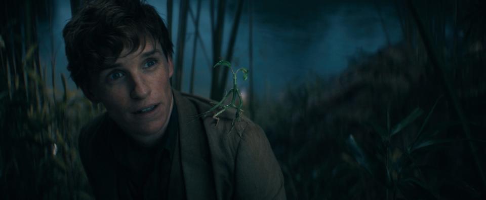 Newt (Eddie Redmayne) and his little buddy Pickett get back to looking for magical critters in 