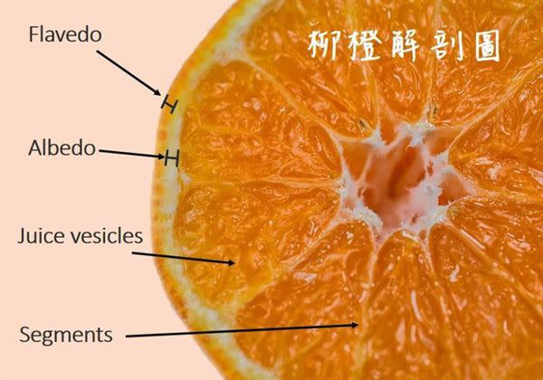 怎樣吃柳丁 橘子最營養 別再把白絲去掉了