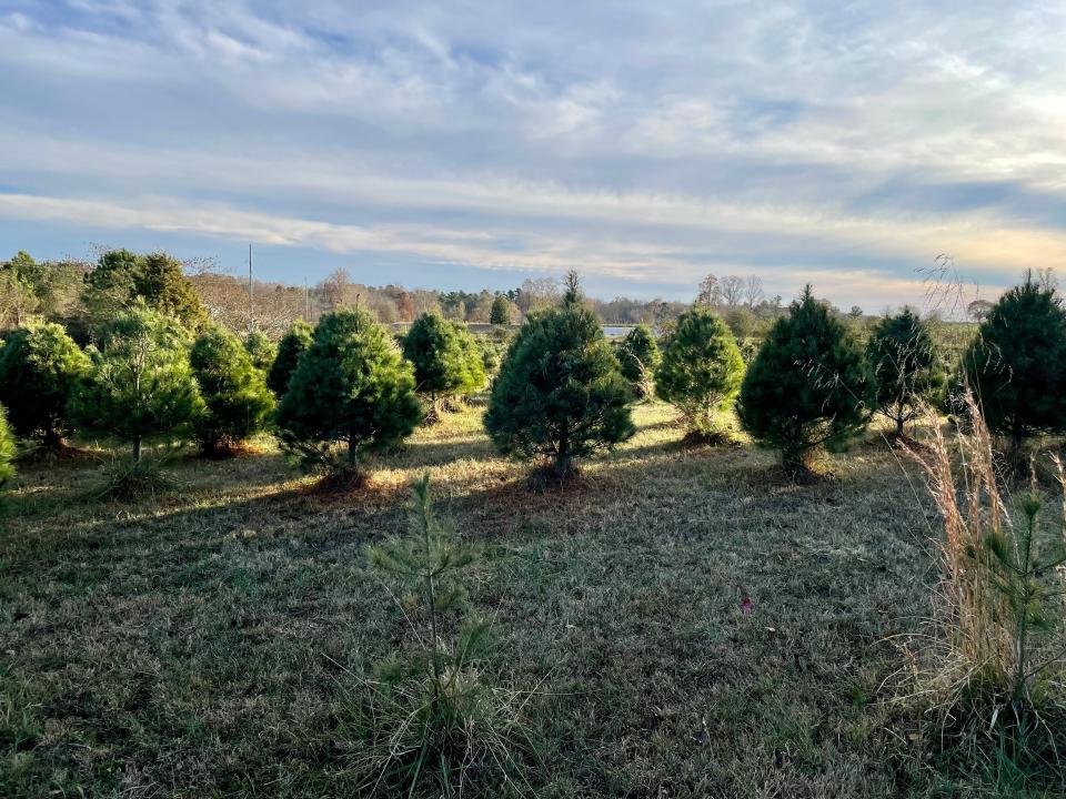 Pines for sale at Pinewood Christmas Tree Farm in Franklin, Tenn. on November 19, 2022.