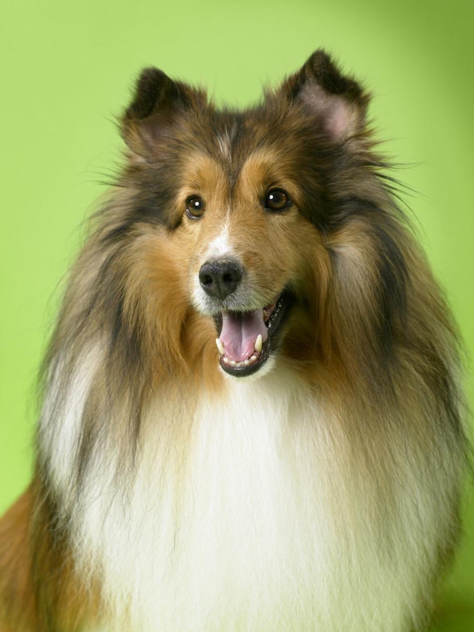 herding dog breeds like the collie