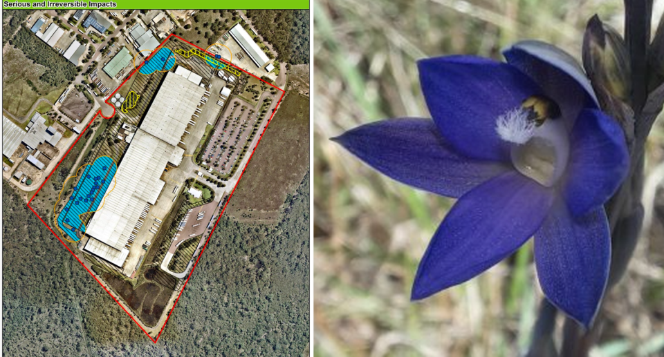 Left, Woolworths' proposed plan outlines the land at Warnervale which would be used for the expansion which is inhabited by Wyong sun orchids (right) which are coloured bright blue. 