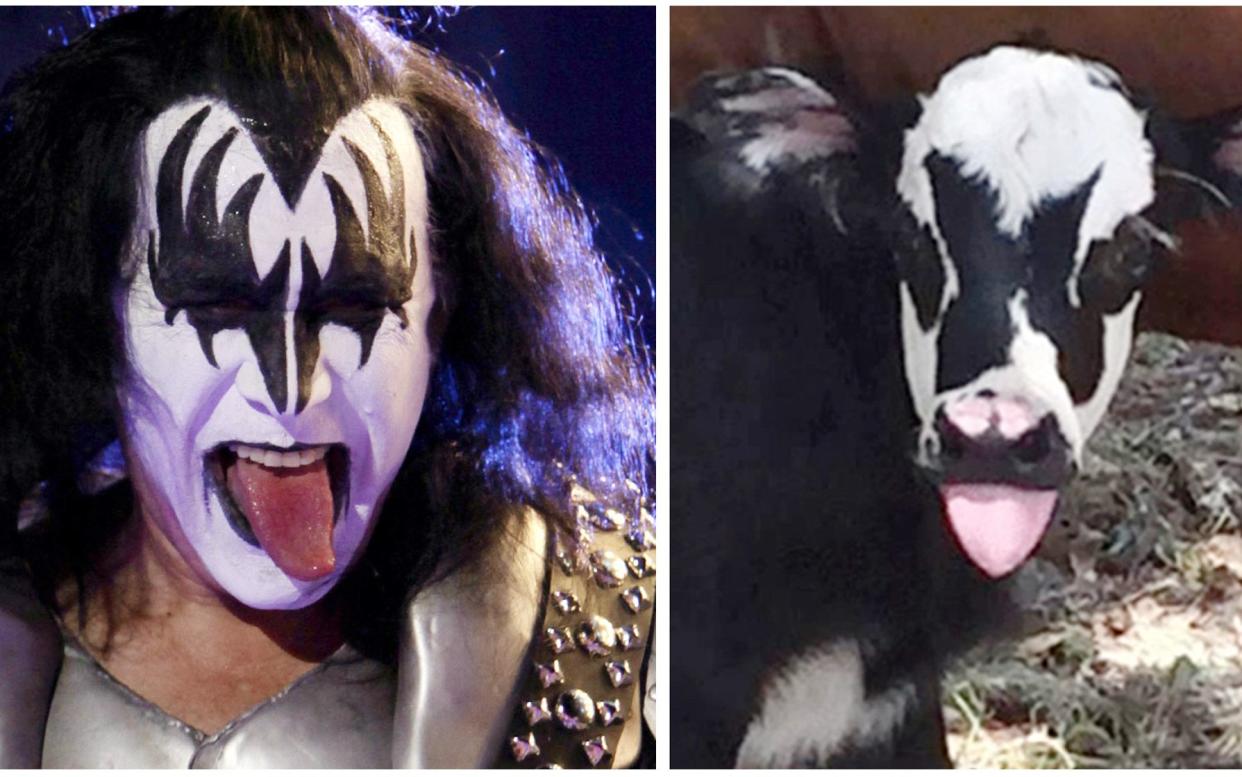  A newborn calf named Genie, with facial marking that resemble Gene Simmons - Heather Taccetta