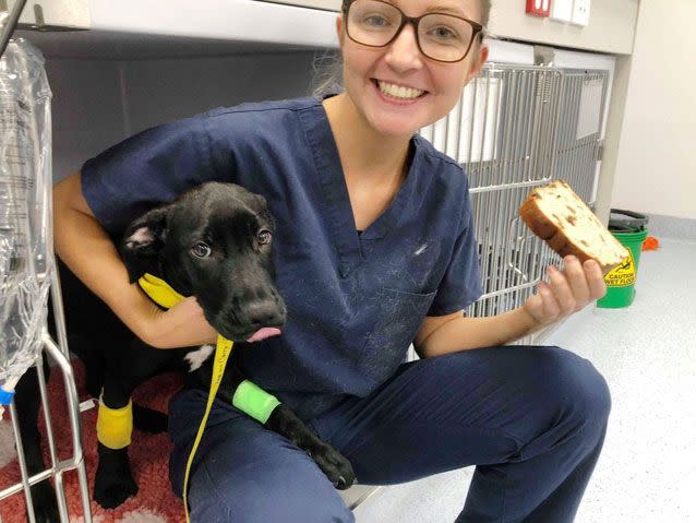 Ellie the dog had to be hospitalised after eating a loaf of raisin bread. Source: Facebook/ Animal Referral Hospital Brisbane