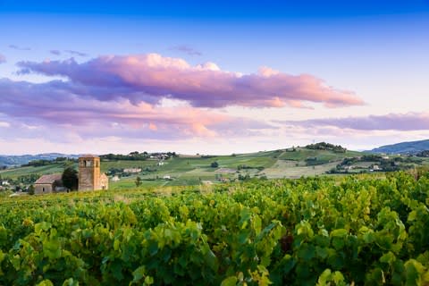 A Burgundy vineyard - Credit: GETTY