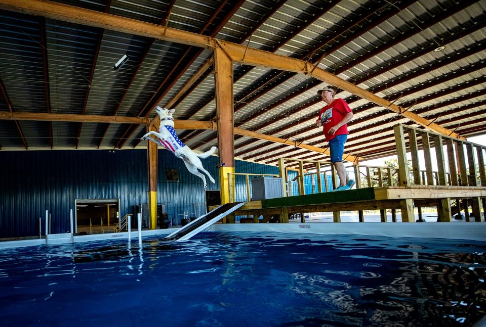 Nancy Akin tosses a floating toy for her yellow Labrador retriever, Huckleberry, at the John K9 training center near Plant City. She was demonstration the dog's performance in Big Air, a long jump into a pool. Huckleberry, 7, recently qualified for the Dock Dogs World Championships in three events.