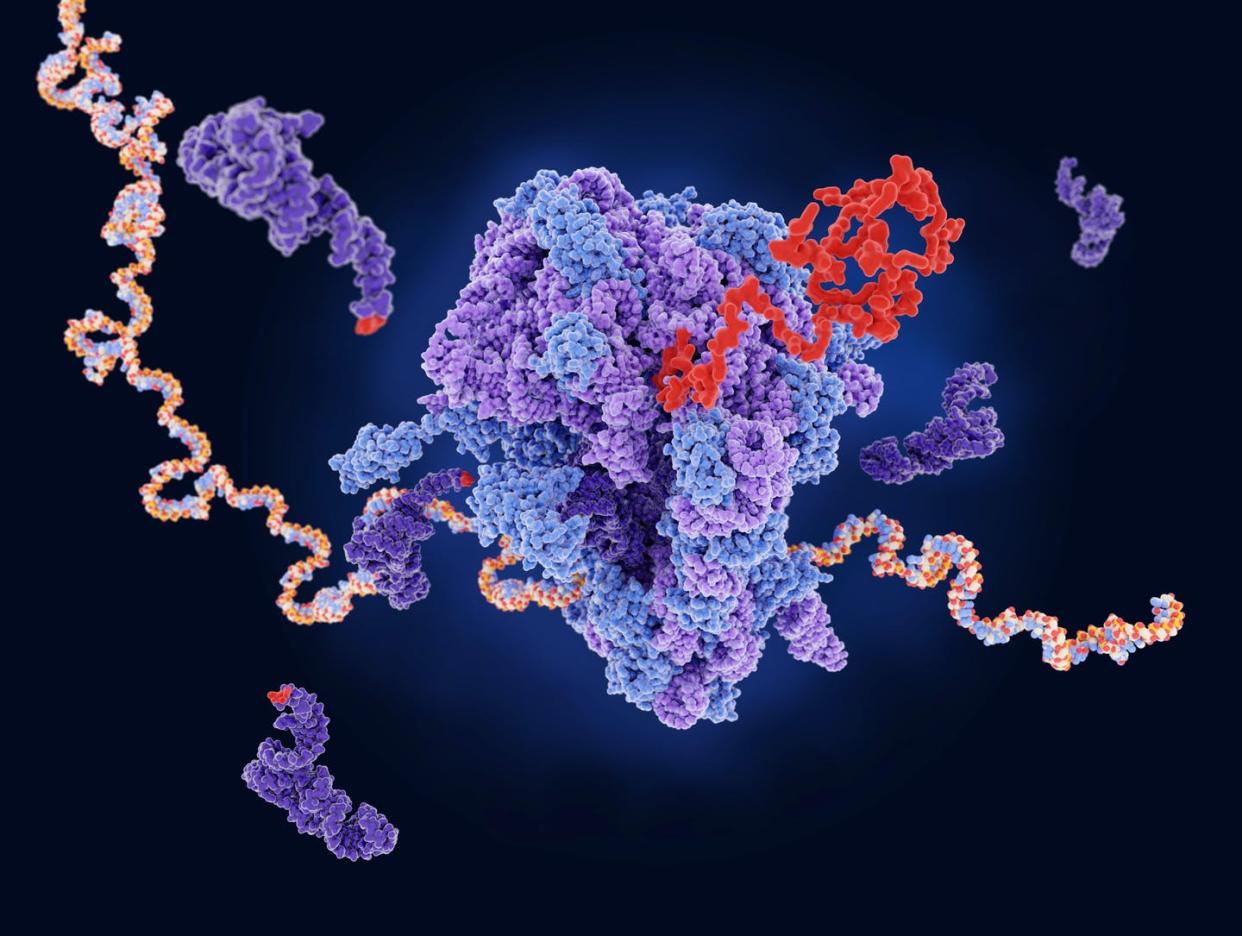 Your genetic material instructs your cells to produce the proteins encoded in it. <a href="https://www.gettyimages.com/detail/illustration/protein-synthesis-illustration-royalty-free-illustration/1296294290" rel="nofollow noopener" target="_blank" data-ylk="slk:Juan Gaertner/Science Photo Library via Getty Images;elm:context_link;itc:0;sec:content-canvas" class="link ">Juan Gaertner/Science Photo Library via Getty Images</a>