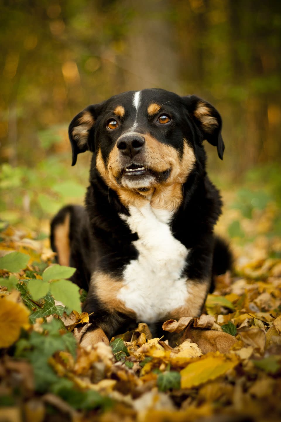 Appenzeller Sennenhund