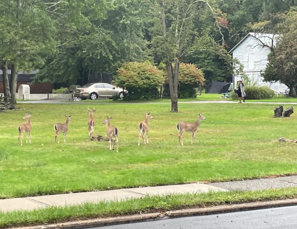 A group of deer congregate at Comly Avenue in Lincoln Park.