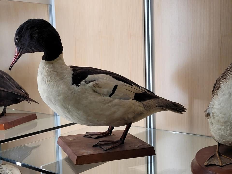 Arthur Cleveland Bent's birds are on display at the Bristol County Museum of Natural History at Bristol County Agricultural High School in Dighton. Bent donated the collection to the school in the 1920s.