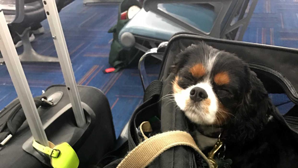 Emotional Support dog in bag at the airport