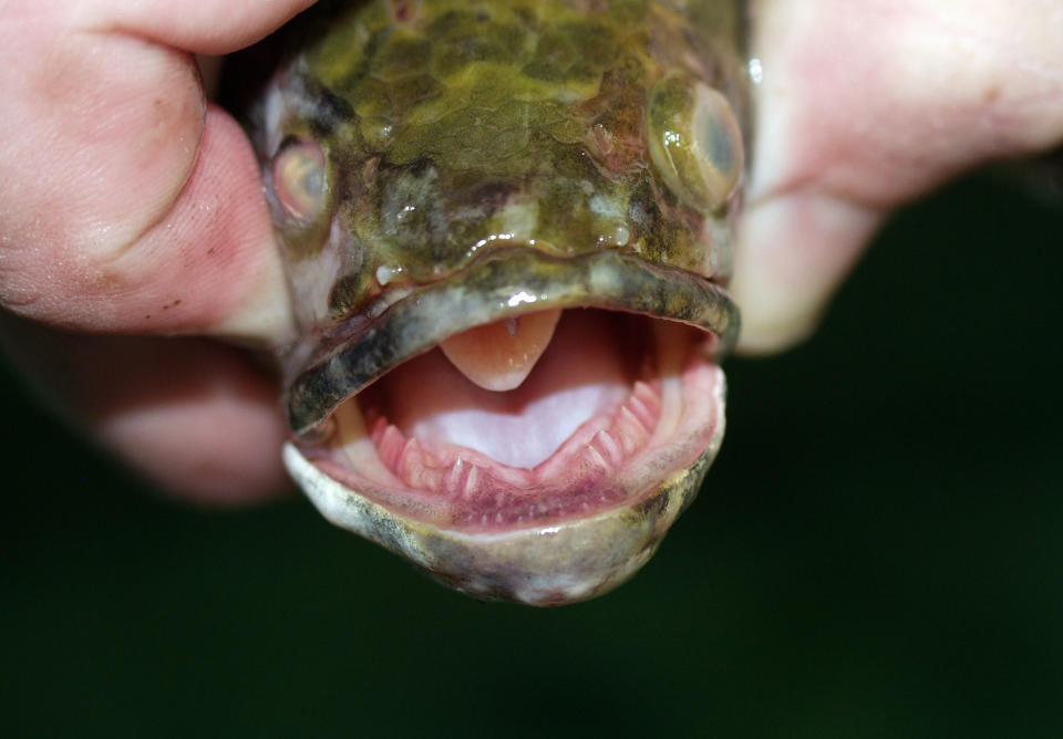 UNDATED: In this undated handout photo from the U.S. Department of Agriculture, a northern snakehead fish is held. The northern snakehead, dubbed 