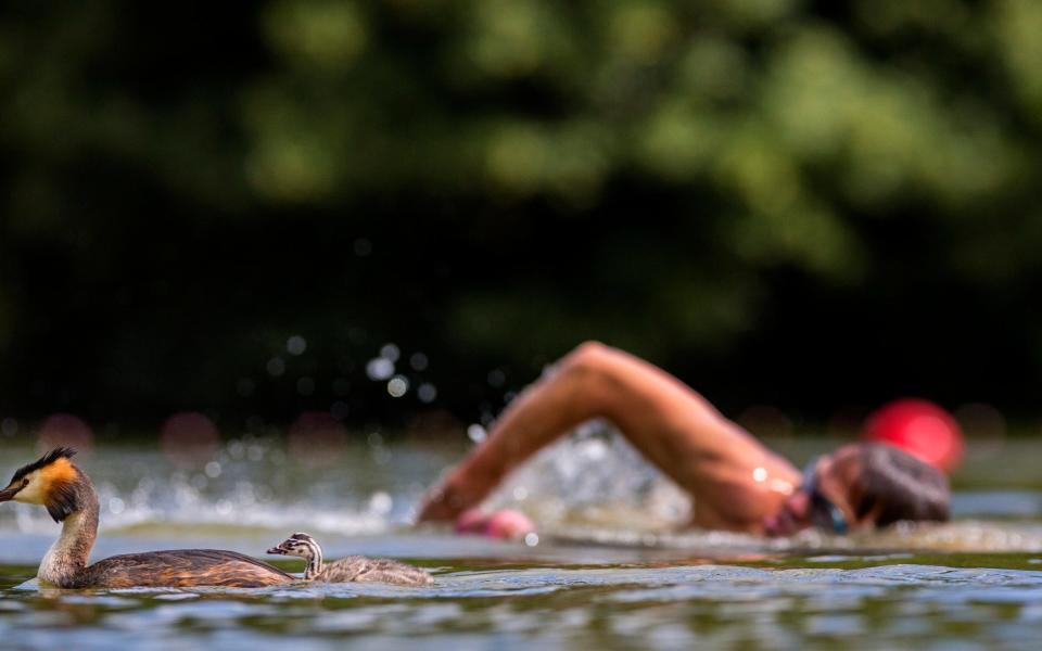 Martin Pate swimming at Parliament Hill lido  - Matthew Maran