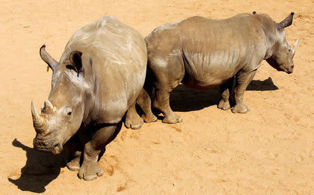 A pair of White Rhinoceros await buyers in pens at the annual auction in the Hluhluwe-Imfolozi national park, South Africa, September 18, 2010. REUTERS/Mike Hutchings/File Photo