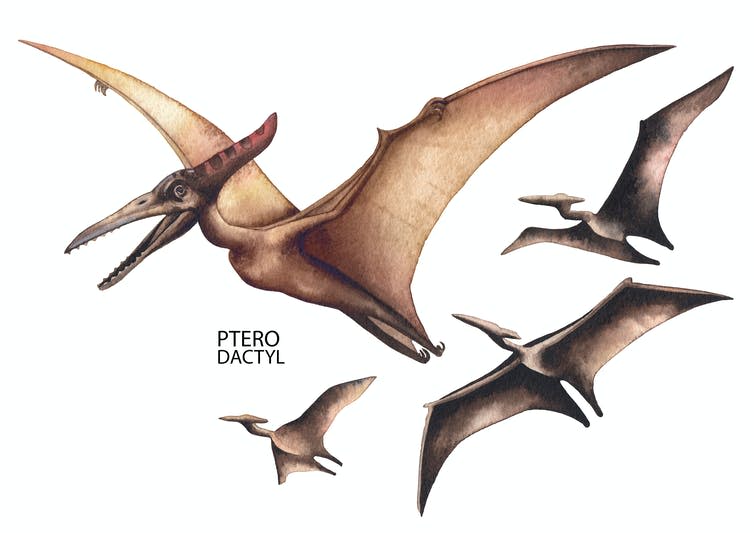 Watercolour illustration of four pterodactyls in flight.