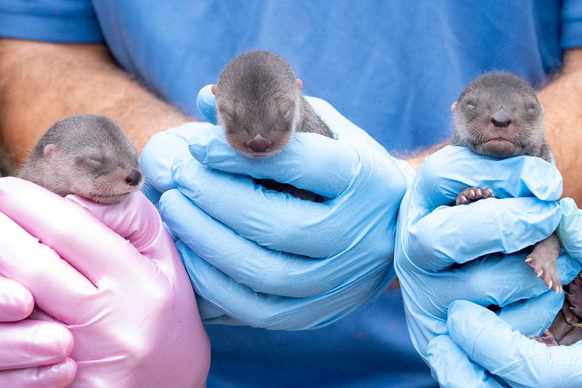 Zoo Miami’s newest babies. Three river otter pups were born at the Kendall attraction on Tuesday, Feb. 7, 2023. They had their exams on Feb. 8. 