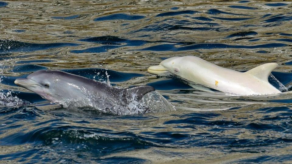 The white dolphin swim alongside another dolphin.