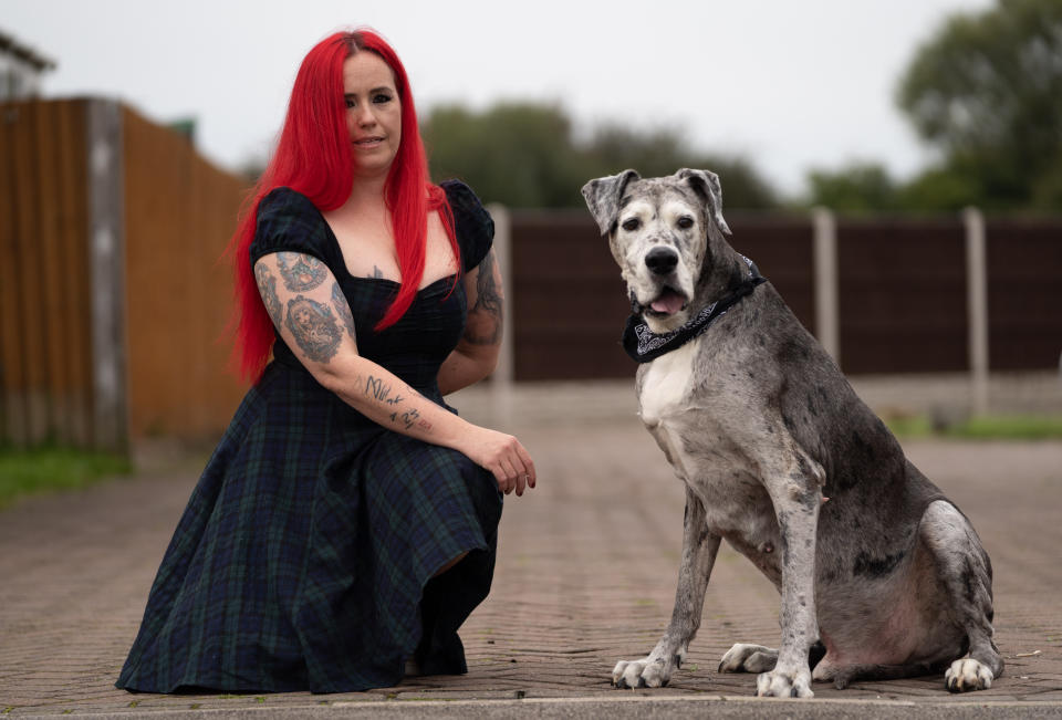 A British Great Dane who loves chicken dinners is thought to be the oldest in the world -- after smashing the previous record by years. Pirate the pooch is 11-and-a-half years old and has been adored by the Valentino family since they rescued him from the RSPCA more than a decade ago. One of the biggest breeds in the world, Great Danes often don't live for longer than six or seven years. But the 5ft 10in giant will be celebrating his 12th birthday in a few months time, and is thought to the the oldest of his breed in the world.