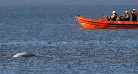 A Beluga whale swims in the River Thames near Gravesend, east of London, Britain, September 26, 2018. REUTERS/Peter Nicholls