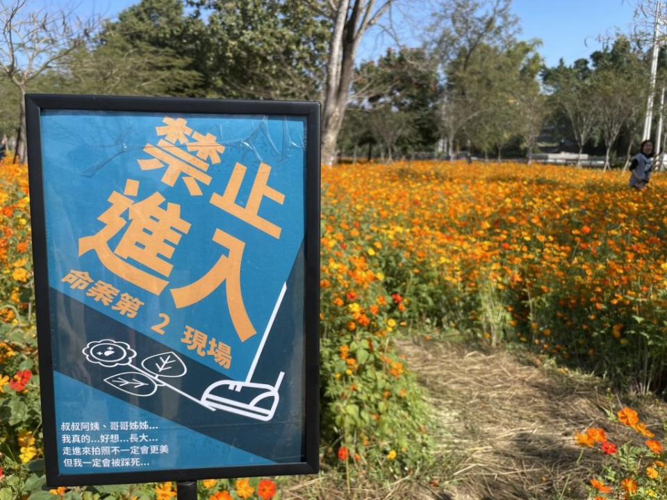 為防花海遭遊客踏壞，山上花園水道博物館設置「命案現場」警示牌的護花奇招。（記者黃文記攝）