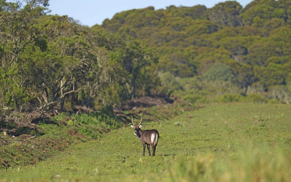 A Defassa waterbuck roams in the Aberdare National Park in Nyeri, Kenya, Jan. 25, 2024. The Kenyan government wants to build a tarmac road to connect two counties through the Aberdare Range and scientists and conservationists say the project would have an irreversible impact on the ecosystem. (AP Photo/Brian Inganga)