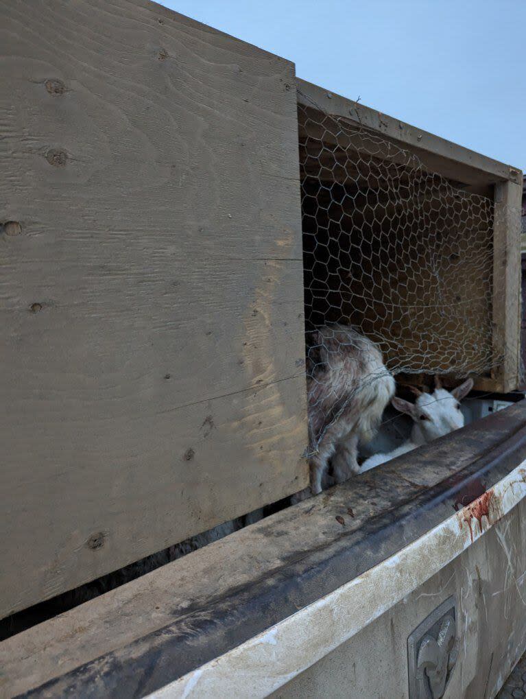 Goats loaded into the back of a truck outside an illicit abattoir in north Edmonton.
