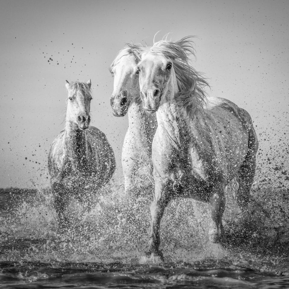 <p>Wild horses in the Camargue – Tracey Lund, a 44-year-old customer experience engineer from Hull, Yorkshire, said: “As they ran towards us, I wanted to get down low to get a different aspect of them approaching us. I love the expression of the nearest horse as it realised I was laying on the sand. It was an amazing experience to watch these majestic horses.” Source: Tracy Lund / SWNS </p>