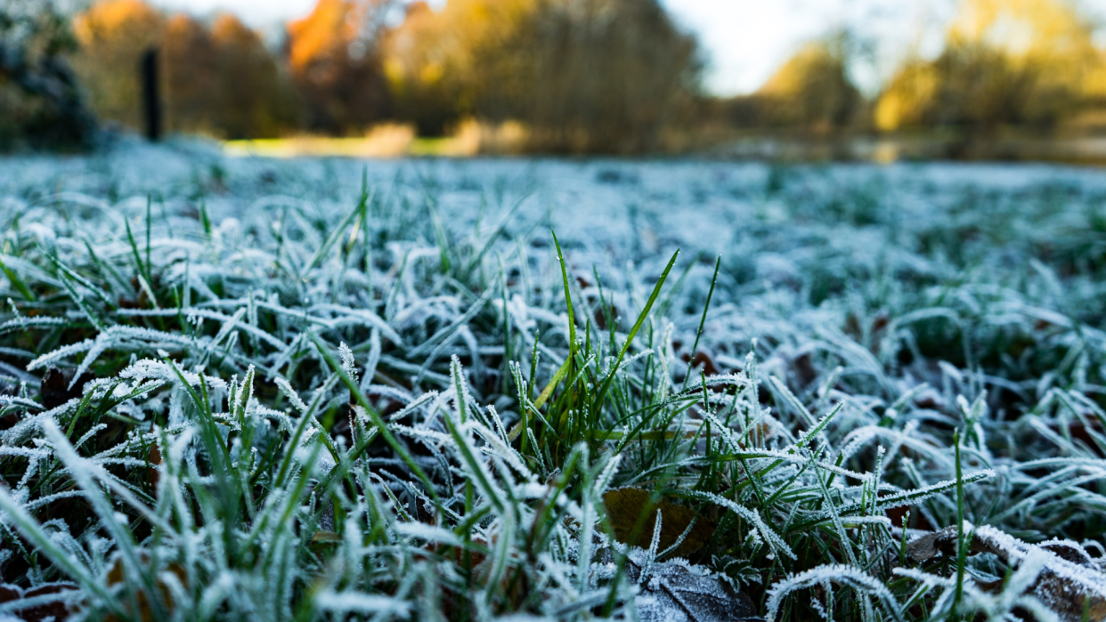  Frosty grass. 