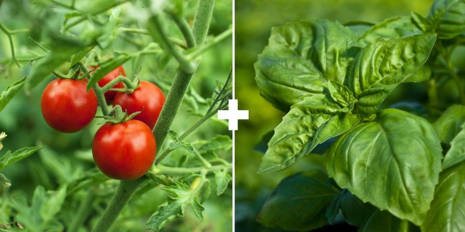 Tomatoes + Basil or Cilantro