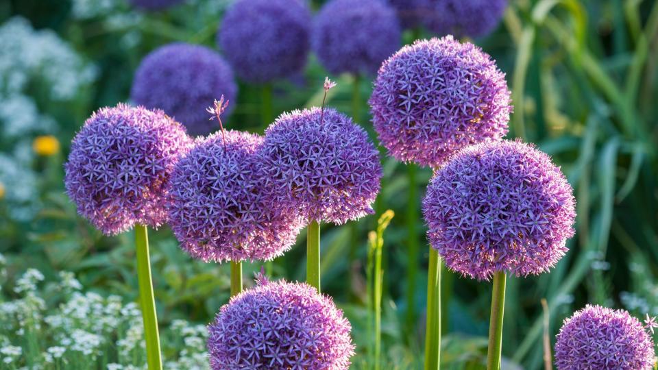 Allium