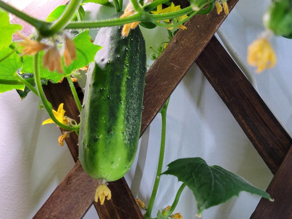 Photograph of a courgette growing