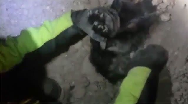 A man holds onto the dog's paws during the rescue.