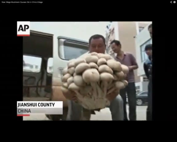 A giant mushroom was recently discovered in China.