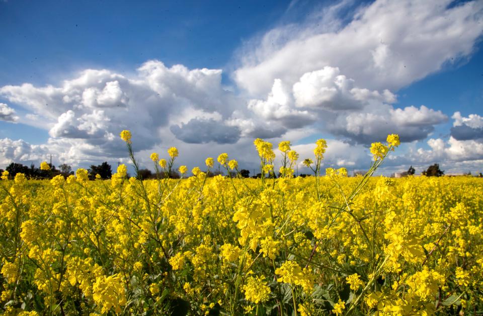 Clouds approach a field of wild mustard along the French Camp Turnpike near Downey Avenue in south Stockton. The use of a small aperture creates lots of depth of field.