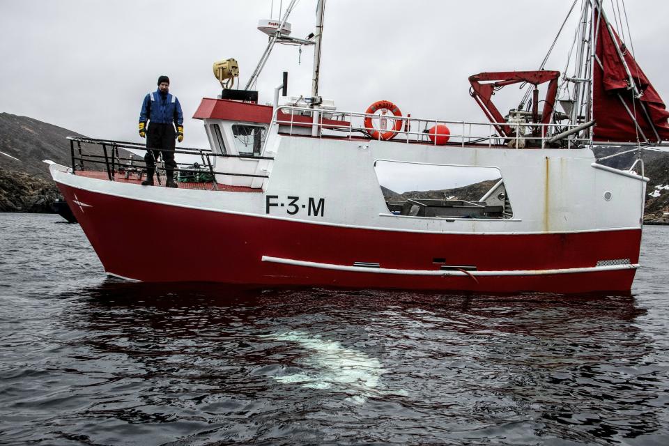 Norwegian fisherman observes a beluga whale swimming below his boat before the Norwegian fishermen were able to removed the tight harness, off the northern Norwegian coast Friday, April 26, 2019.  The harness strap which features a mount for an action camera, says "Equipment St. Petersburg" which has prompted speculation that the animal may have escaped from a Russian military facility. (Joergen Ree Wiig/Norwegian Direcorate of Fisheries Sea Surveillance Unit via AP)