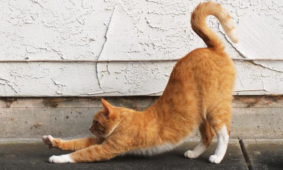 Cat stretching