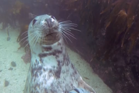 seal-gets-belly-rub-divers-farne-islands-video