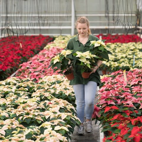 Charlotte amongst the Poinsettias - Credit: Andrew Crowley for the Telegraph