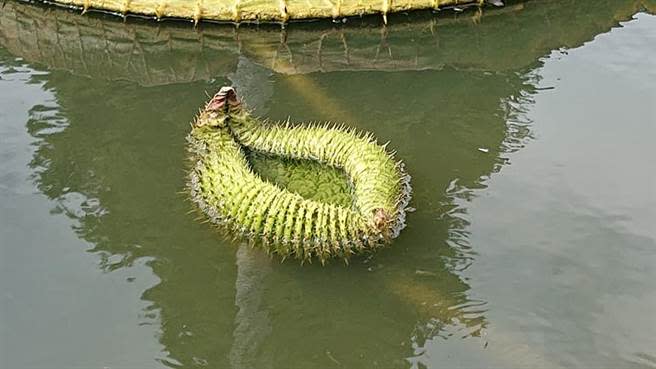 超詭異的綠色「巨型毛毛蟲」漂浮在水面，彷彿是外星生物。（讀者劉先生提供）