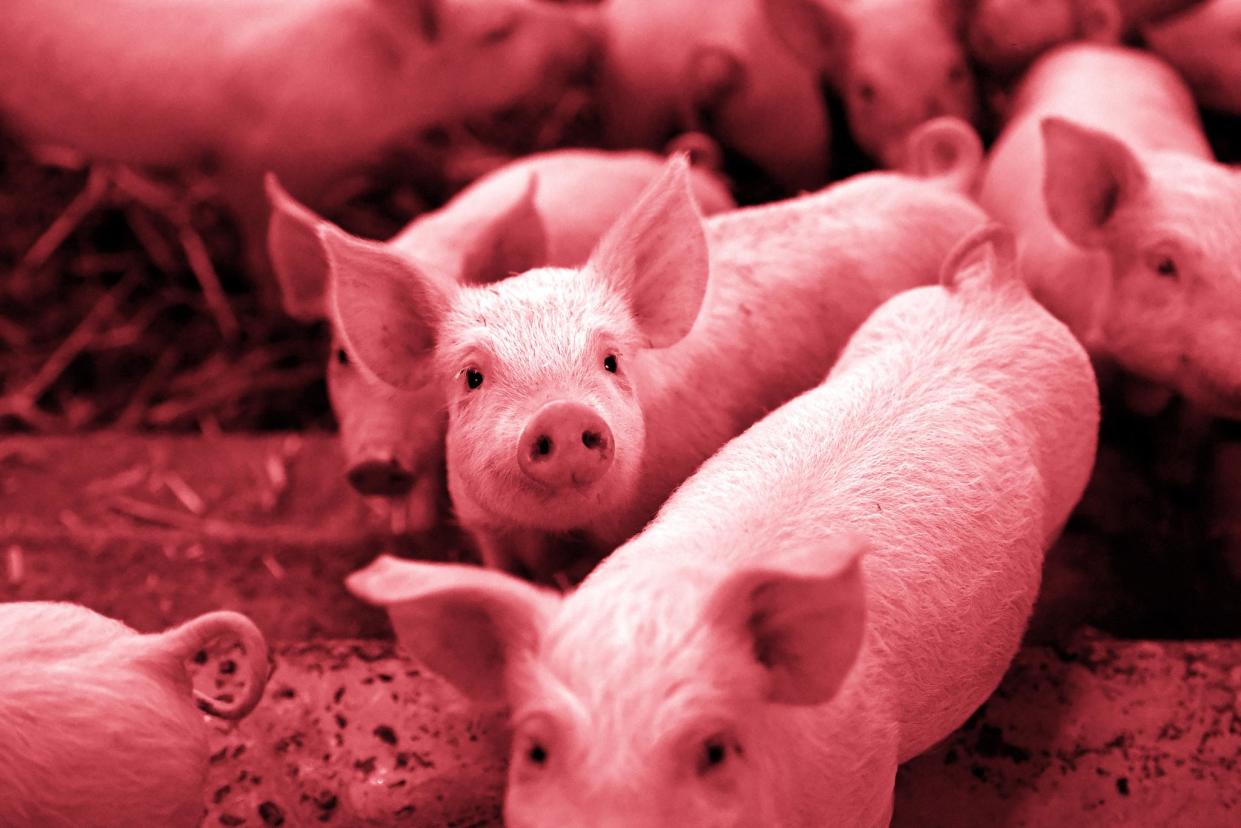 A picture taken in Plelo, western France, on November 10, 2017 shows piglets on straw in a "porc sur paille" sty: DAMIEN MEYER/AFP/Getty Images