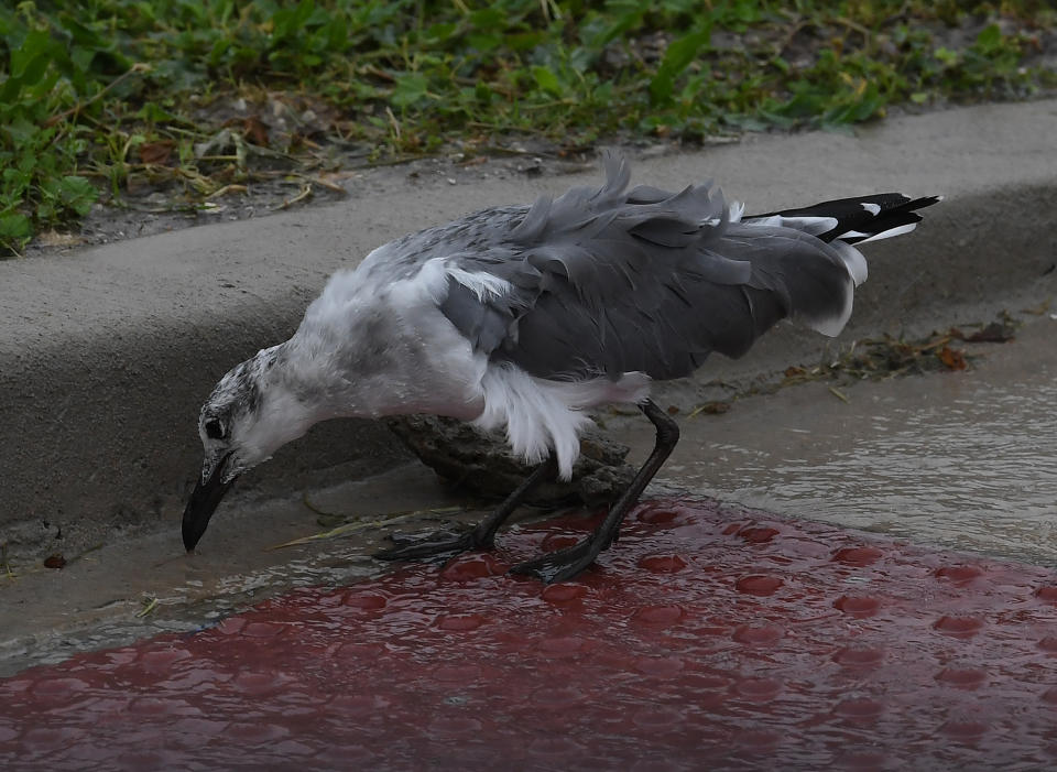 A windblown seagull looks for food before the approaching Hurricane Harvey hits Corpus Christi, Texas on August 25, 2017.  Hurricane Harvey will soon hit the Texas coast with forecasters saying it's possible for up to 3 feet of rain and 125 mph winds. / AFP PHOTO / MARK RALSTON        (Photo credit should read MARK RALSTON/AFP/Getty Images)