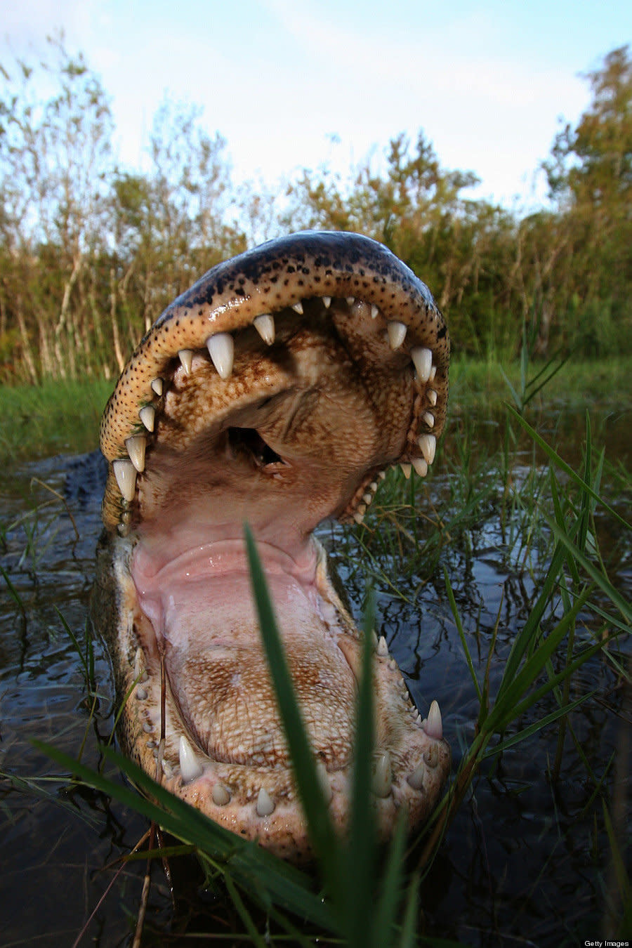 American Alligator pictured at Everglades National Park, Florida. These spectacularly close up alligator pictures were taken by a wildlife photographer brave enough to jump in a lake swarming with the wild reptiles. Jim Abernethy, 52, from Florida even literally played snap with one of the beasts- which he nicknamed, Fluffy- by mimicking the way alligators square up to each other in the wild. While totally submerged in a lake in the wild marshland of the Florida everglades Jim raised his arm above the water like an alligator would raise its jaws to provoke Fluffy into opening his mouth for the 'killer shot.' Luckily for Jim the 200 pound snapper did not choose to clamp her razor sharp teeth on his arm. Jim was also able to get heart stopping pictures of the amphibious hunters looming from the deep. Alligators are at their most unpredictable and dangerous while underwater.