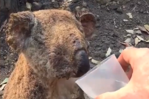 Heartbreaking footage has shown an injured koala getting rescued: Koala Hospital Port Macquarie/Facebook