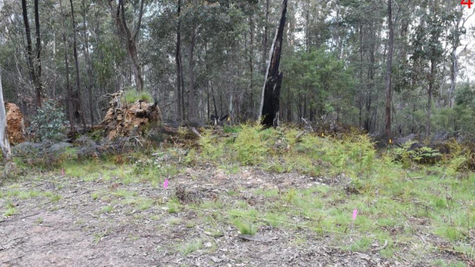 More than 2000 bone fragments belonging to Russell Hill and Carol Clay were discovered in late 2021 at the base of a fallen tree off the Union Spur track. Picture: Supplied/ Supreme Court of Victoria.