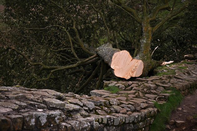 The felled Sycamore Gap tree, is pictured behind a police cordon, along Hadrian's Wall, near Hexham, northern England on September 28, 2023. One of the UK's most photographed trees, located next to the Roman-era Hadrian's Wall in northeast England, has been 