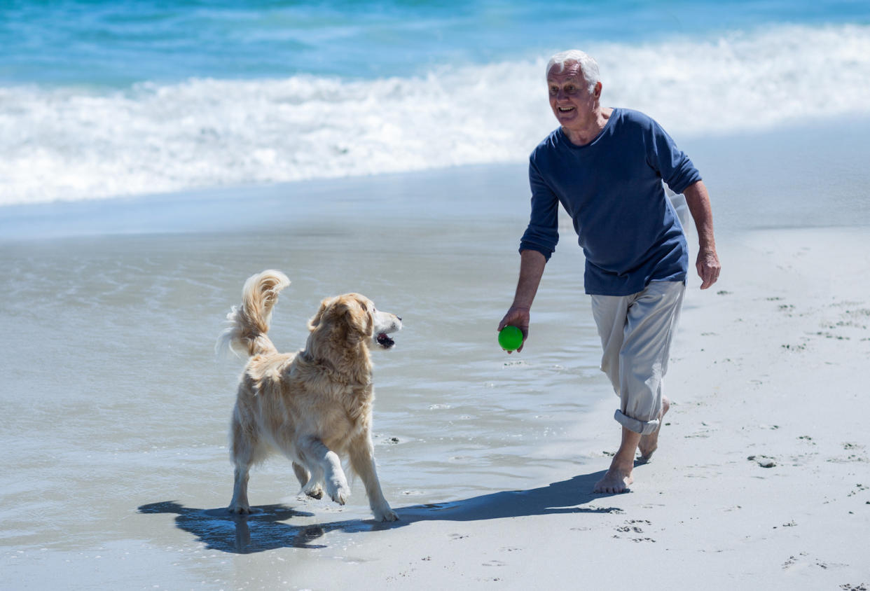 Nicht nur Retriever lieben es, Stöckchen, Bälle oder Spielzeuge wieder zu ihren Herrchen zu bringen. (Bild: Getty Images)