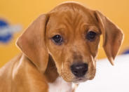 Copper, a 9-week-old dachshund/English pit bull mix, loves to shred paper. (Photo by Keith Barraclough/DCL)