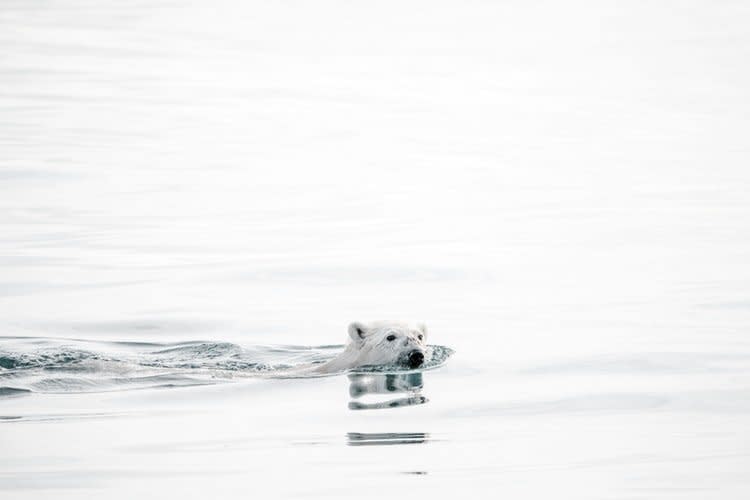 氣候變遷 北極熊 暖化 (圖:Annie Spratt/Unsplash)