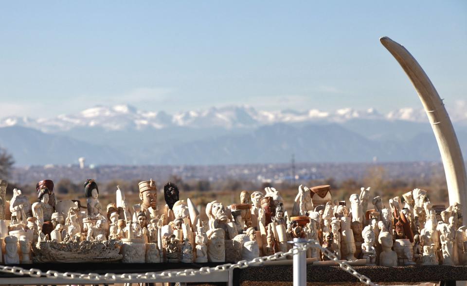 Dozens of confiscated carved ivory sculptures are displayed against a Rocky Mountain backdrop, before 6 tons of ivory was crushed, in Denver