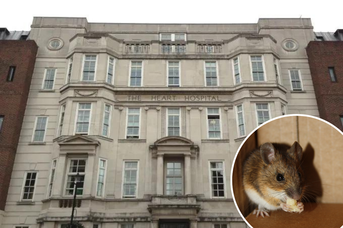 Mice faeces were found in a bag of onions in the ground-floor restaurant (UCLH / Chris Isherwood)